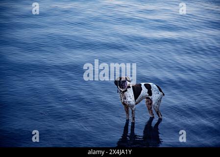 German Short Hair Pointer, Loon Lake, Stevens County, stato di Washington, Stati Uniti Foto Stock