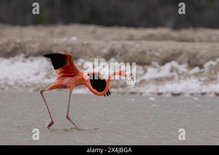 fenicottero americano che decolla dalla laguna Foto Stock