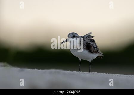 Retroilluminazione Sanderling con luce dorata al tramonto Foto Stock