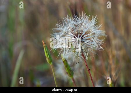 Primo piano di un pappus di silverpuff al tramonto Foto Stock