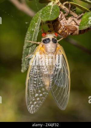 Covata 19 13 anni cicada periodico appena emersa da Exuvia, Carolina del Nord, Stati Uniti 2024 Foto Stock