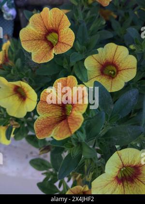 Petunia gialla in un vaso visto da vicino Foto Stock