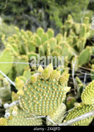 Cactus microdasys Lehm, nome scientifico Opuntia microdasys. Scatto verticale con luce naturale. Foto Stock