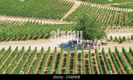 Un gruppo di escursionisti sul Rheinstein Trail si prende una pausa sotto un albero ombreggiato nel mezzo di un vigneto Riesling sulle rive del Reno, in Germania. Foto Stock