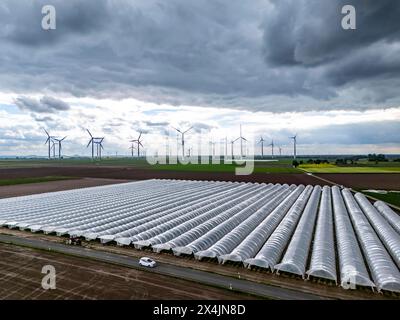 Landwirtschaft, großen Flächen mit Folientunnel, für den Anbau von Erdbeeren, frisch bestellte Felder, Windpark, südlich von Lövenich, gehört zu Erkelenz, im Kreis Heinsberg, Folientunnel *** Agricoltura, vaste zone con tunnel laminare, per la coltivazione di fragole, campi appena coltivati, parco eolico, a sud di Lövenich, appartiene a Erkelenz, nel quartiere di Heinsberg, il tunnel della lamina Foto Stock