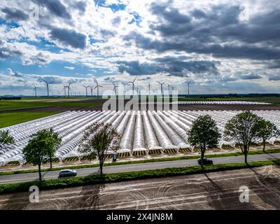 Landwirtschaft, großen Flächen mit Folientunnel, für den Anbau von Erdbeeren, frisch bestellte Felder, Windpark, südlich von Lövenich, gehört zu Erkelenz, im Kreis Heinsberg, Folientunnel *** Agricoltura, vaste zone con tunnel laminare, per la coltivazione di fragole, campi appena coltivati, parco eolico, a sud di Lövenich, appartiene a Erkelenz, nel quartiere di Heinsberg, il tunnel della lamina Foto Stock