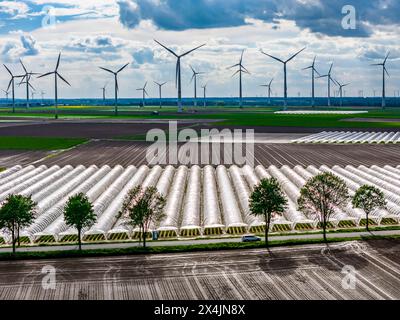 Landwirtschaft, großen Flächen mit Folientunnel, für den Anbau von Erdbeeren, frisch bestellte Felder, Windpark, südlich von Lövenich, gehört zu Erkelenz, im Kreis Heinsberg, Folientunnel *** Agricoltura, vaste zone con tunnel laminare, per la coltivazione di fragole, campi appena coltivati, parco eolico, a sud di Lövenich, appartiene a Erkelenz, nel quartiere di Heinsberg, il tunnel della lamina Foto Stock