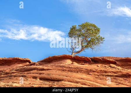 Un albero di ironwood che cresce su una sporgenza di arenaria nel cuore della Monument Valley, Arizona. Foto Stock