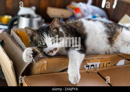 Gatto in una scatola di cartone. Foto Stock