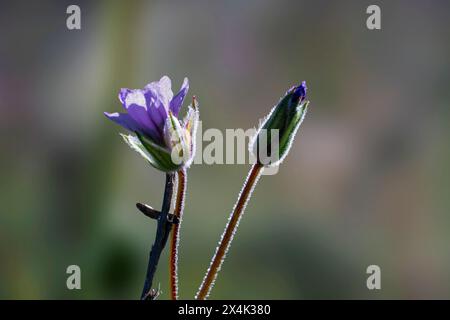 Vista laterale ravvicinata di un filarea di fiori selvatici la mattina presto Foto Stock