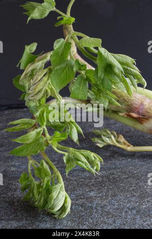 Foglie di piante di udo di verdure primaverili fresche giapponesi Foto Stock