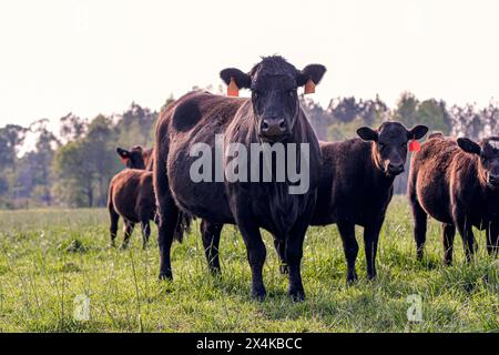 Mucca Angus e vitello si uniscono ad altri allevamenti in un lussureggiante pascolo primaverile. Foto Stock