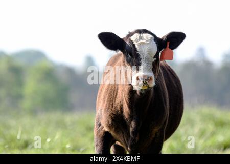 Grazioso vitello baldy nero che guarda la fotocamera con uno sfondo verde pascolo sfocato con spazio negativo. Foto Stock