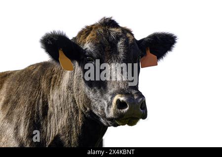 Un ritratto isolato della testa e del collo di una mucca nera di manzo Angus con la mucca che guarda la fotocamera. Foto Stock