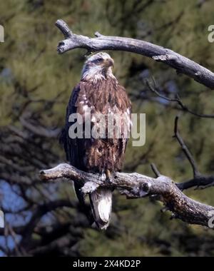 Aquila calva giovanile arroccata su un ramo d'albero Foto Stock