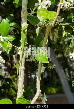 Una vivace lucertola anolica verde sale un ramo, la cui testa è angolata a destra, contro un fiorente vitigno confederato di gelsomino, in cerca del suo prossimo pasto. Foto Stock