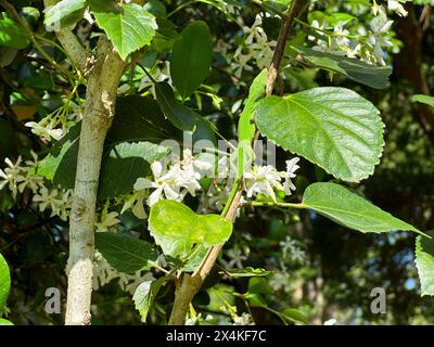 Una vivace lucertola anolica verde sale su un ramo, navigando tra le fioriture di una vite di gelsomino confederato nella sua ricerca di nutrimento. Foto Stock