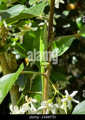 Una vivace lucertola anolica verde sale un ramo, la cui testa velata all'ombra, contro un fiorente vitigno confederato di gelsomino, in cerca del suo prossimo pasto. Foto Stock