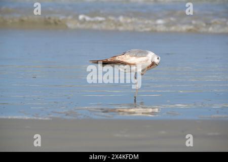 Un gabbiano aringhe si erge su un piede, graffiando la testa, sul bordo dell'acqua di Ponce Inlet, Jetty Beach, Florida. Foto Stock