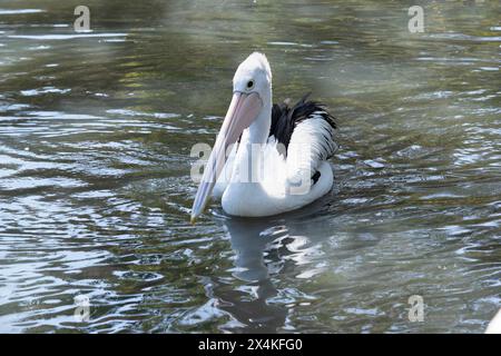 I pellicani australiani sono uno dei più grandi uccelli volanti. Hanno un corpo e una testa bianchi e ali nere. Hanno una grande fattura rosa. Foto Stock