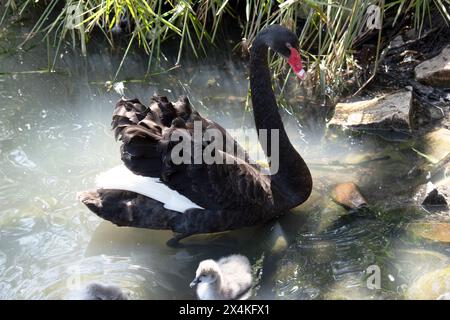 il cigno nero ha le piume nere orlate con il bianco sulla sua parte posteriore ed è tutto nero sulla testa e sul collo. Ha un becco rosso con una striscia bianca e una e rossa Foto Stock