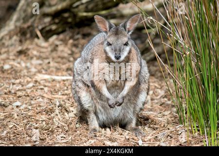 il wallaby delle mammelle è in piedi sulle sue gambe posteriori Foto Stock