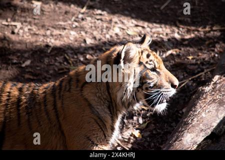 Le giovani tigri hanno un cappotto di pelliccia dorata con strisce scure, la tigre è il più grande gatto selvatico del mondo. Le tigri sono potenti cacciatori con denti affilati Foto Stock