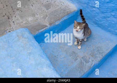 Simpatico gatto in piedi su una scala nella città blu di Chefchaouen, in Marocco. Il concetto di animali domestici. Banner con spazio di copia. Foto Stock