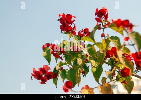 Holmskioldia sanguinea, cappello cinese, tazza e piattino, fiore di ombrellone, cappello di mandarini. Fiorisce in autunno e in inverno. Foto Stock