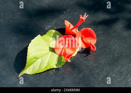 Holmskioldia sanguinea, cappello cinese, tazza e piattino, fiore di ombrellone, cappello di mandarini. Fiorisce in autunno e in inverno. Foto Stock