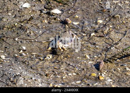 Fiddler Crab, Uca pugnax o tangeri nel Parco naturale Ria Formosa, Algarve, Portogallo. Foto Stock