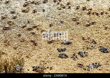 Fiddler Crab, Uca pugnax o tangeri nel Parco naturale Ria Formosa, Algarve, Portogallo. Foto Stock