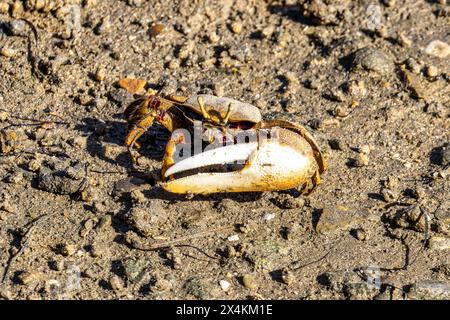 Fiddler Crab, Uca pugnax o tangeri nel Parco naturale Ria Formosa, Algarve, Portogallo. Foto Stock