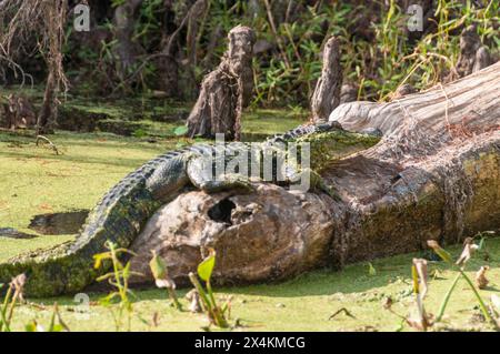 Primo piano di un alligatore che riposa su un tronco nelle paludi della Louisiana, appena a sud di New Orleans Foto Stock