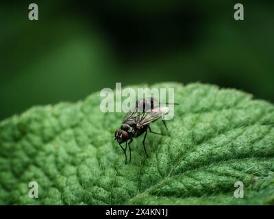 Due piccole mosche metalliche della famiglia Limnophora su una foglia verde nel rituale di accoppiamento Foto Stock