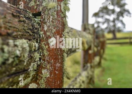 Licheni che crescono su una vecchia recinzione di legno Foto Stock