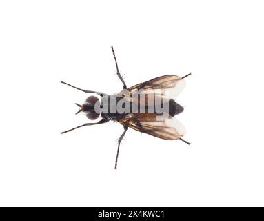 Mosca tachiinide isolata su sfondo bianco, Eriothrix rufomaculata Foto Stock