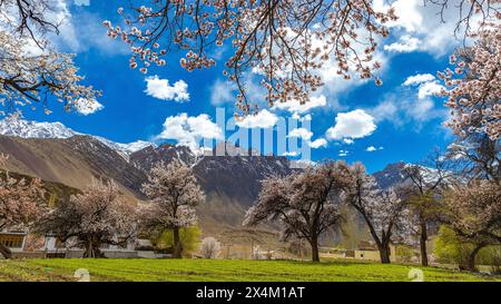 Un bellissimo paesaggio con alberi di riccio che fioriscono, cielo blu, nuvole e montagne sullo sfondo Foto Stock