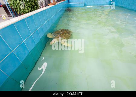 La grande tartaruga Olive Ridley sta nuotando in un grande stagno Foto Stock