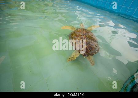 La grande tartaruga Olive Ridley sta nuotando in un grande stagno Foto Stock