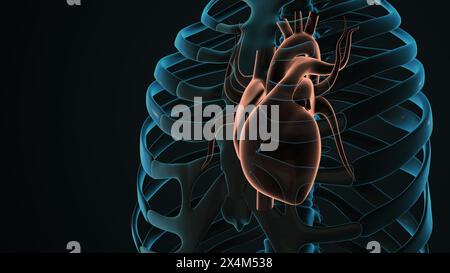 Anatomia del sistema circolatorio umano con cuore Foto Stock