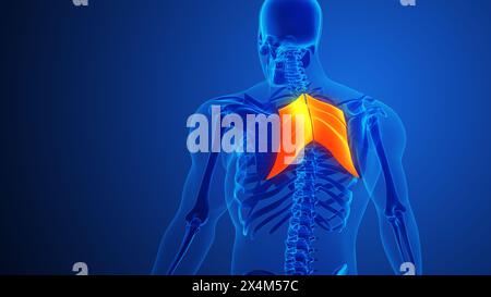 Muscolo romboide maggiore con sfondo blu Foto Stock