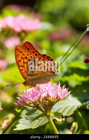 Ein Kaisermantel saugt an einer Hauswurzblüte Foto Stock