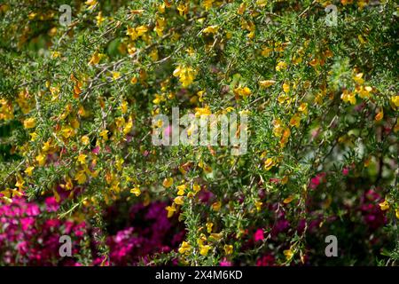 Peashrub pigmeo Caragana pygmaea arbusto fiorito Foto Stock