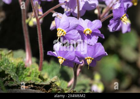 Ramonda myconi fiore viola dei Pirenei Foto Stock