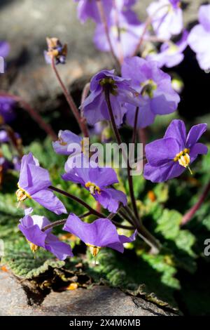 Ramonda myconi Viola Pirenea Ramondie pyrenaica fioritura Foto Stock