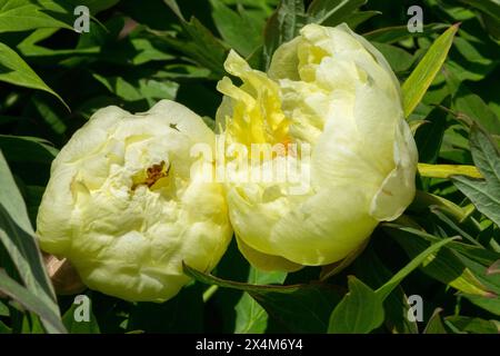 Peonie di peonia ibride Paeonia Lutea, teste di peonia gialla al limone "High Noon" Foto Stock