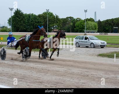 Due cavalli da trotto numero 4 e numero 8 con fantini in asfalto nel rettilineo finale di una corsa internazionale di trotto all'ippodromo di Pad Foto Stock