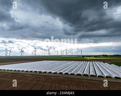 L'agricoltura, vaste aree con tunnel di lamina, per la coltivazione di fragole, campi appena coltivati, parco eolico, a sud di Lövenich, appartiene a er Foto Stock