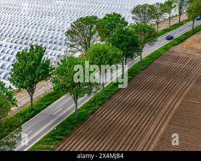 L'agricoltura, vaste aree con tunnel di alluminio, per la coltivazione di fragole, campi appena coltivati, a sud di Lövenich, appartiene a Erkelenz, in Foto Stock